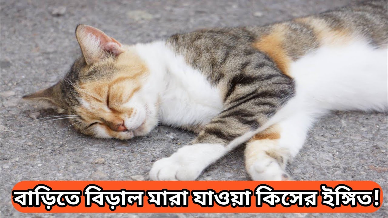 বাড়িতে বিড়াল মারা গেলে শুভ না অশুভ! Astrology in bengali | Moli Motivation