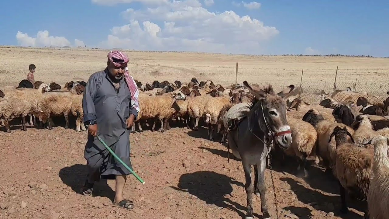 فيلم كردي مواثر راعي الغنم وابنه الي مابحب شغل 😔😔#نهفات_علي_كوباني_كوميديا_كوباني