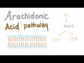 Arachidonic Acid Pathway...Best Explanation!