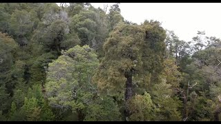 &quot;Gran abuelo&quot;, el árbol chileno que podría ser el más antiguo del mundo