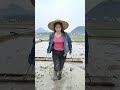 From sunrise to sunset every bend over to plant rice seedlings is laying the groundwor