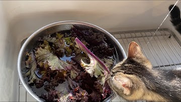 ⛔️ warning 🥗 & 🍎 not good for Cats🐱!? #cat #catlover #catshorts #veggies #cats #kittisaurus #catfood