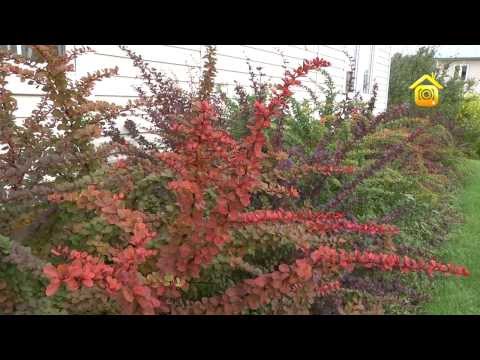 Такая разная "живая изгородь". Личный опыт // FORUMHOUSE