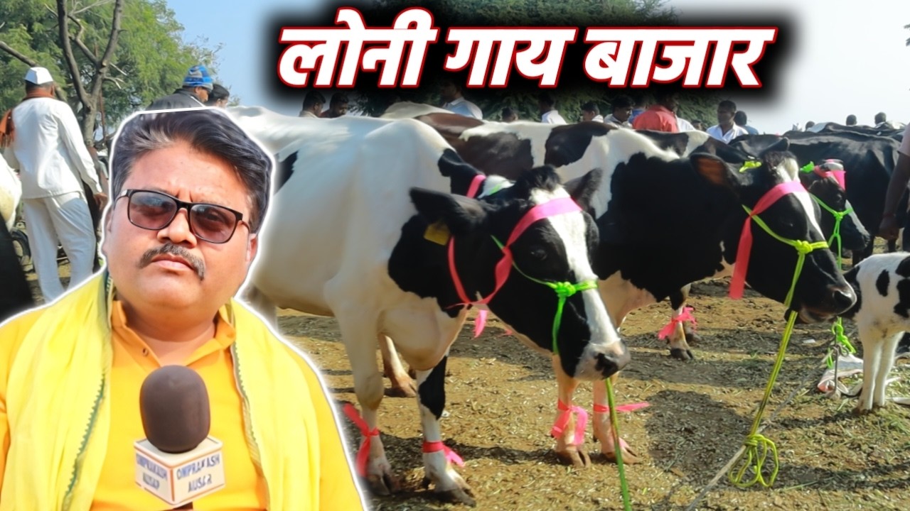 लोनी में लगने वाला साप्ताहिक गाय बाजार 🐄 | पूरी जानकारी