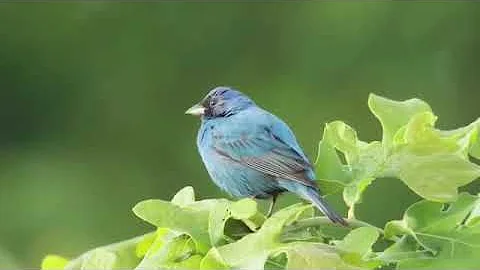 ¿Cómo llamar la atención de un pájaro?