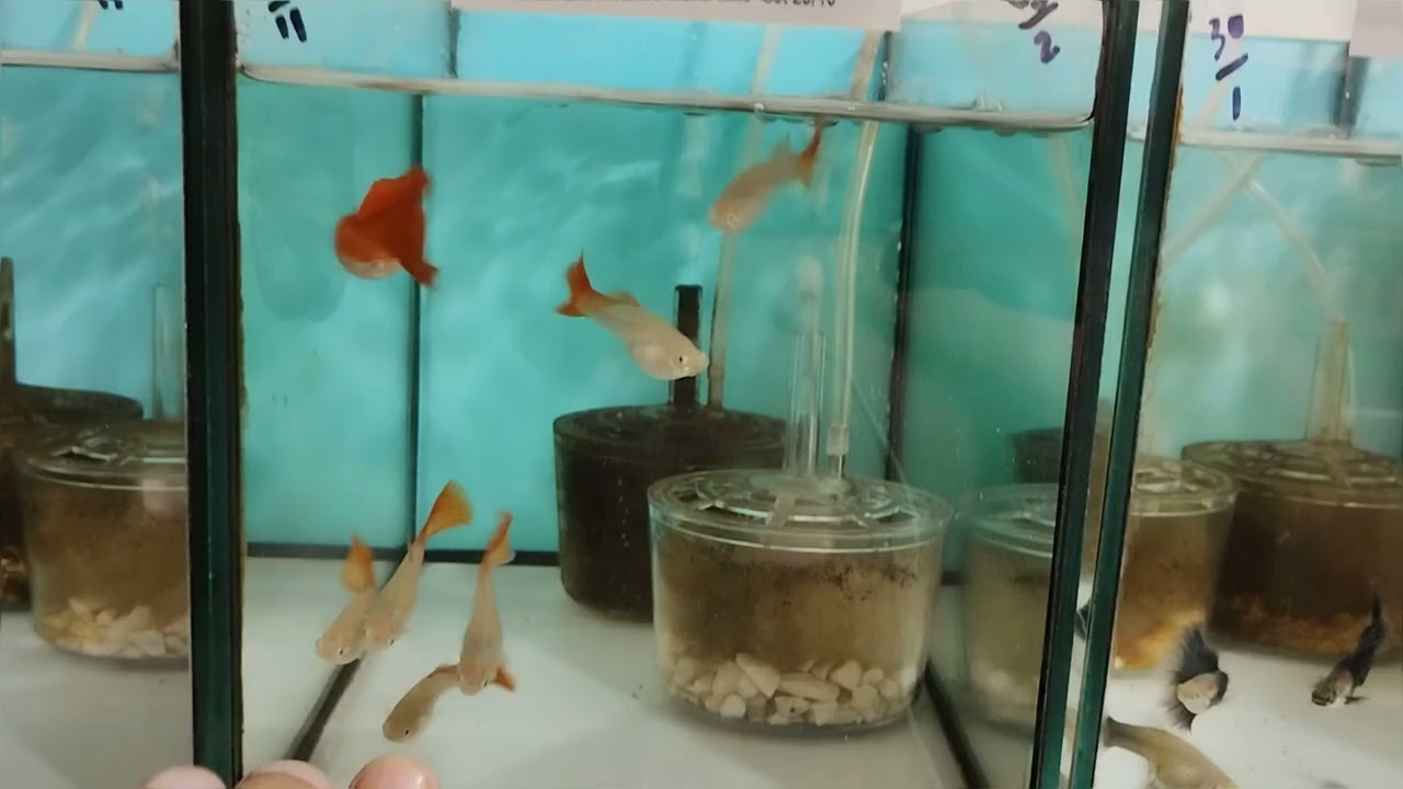 Sexagem e seleção - Dica importante 