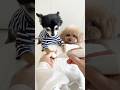 お手入れしてほしいトイプードル #dog #cutedog