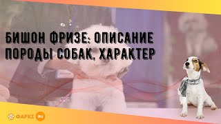 Бишон фризе: описание породы собак, характер