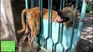誰からも救助もされることなくゲートに挟まったままもがき苦しんでいた犬を助けた時の犬の反応に涙が溢れる…！