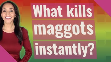 What kills maggots instantly?