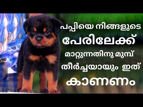 Puppy Ownership Changing | Dog Ownership Transfer | KCI Single Dog Transfer | KCI Dog Transfer Form