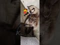 LAKI PROBLEMA NI KOKO DI MAKALABAS MAULAN ЁЯШ Lakiproblemanikoko Dimakalabasmaulan Mycat Cats Cat LAKI PROBLEMA NI KOKO DI MAKALABAS MAULAN ЁЯШ Lakiproblemanikoko Dimakalabasmaulan Mycat Cats Cat