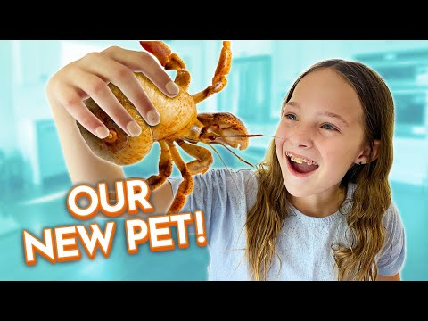 How Much Does It Cost To Put A Dog To Sleep At Petsmart - We Bought Hermit Crabs!