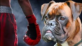 كلب البوكسر | أسرار و خفايا الكلب الملقب بالكلب الملاكم .. Boxer Dog