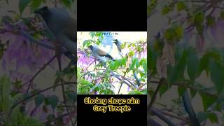 Choàng choạc xám kêu | Phướn xám |  Grey Treepie song #choangchoac #treepie