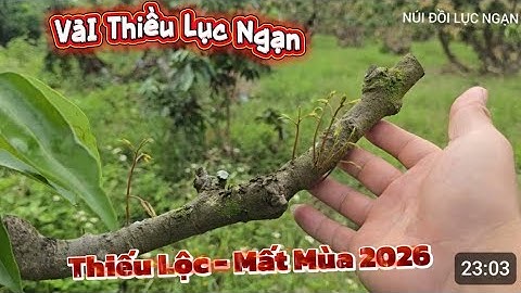 VẢI THIỀU LỤC NGẠN CHUẨN BỊ VÀO LỚP LỘC 3 I NÚI ĐỒI LỤC NGẠN