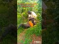 MCHUNGA NGOMBE KAYATIMBA #comedy #lifeisbutadream #kicheche clam vevo #ihavethisthingwithplan