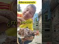como cuidar una gallina