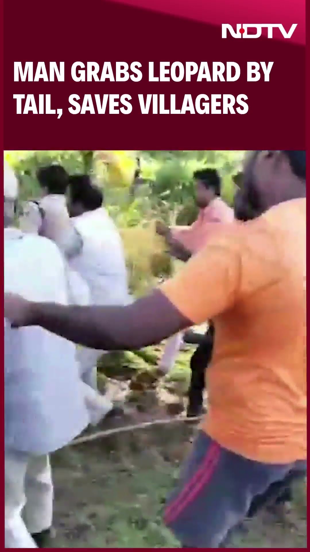Viral Video: Man Grabs Leopard By Tail, Saves Villagers