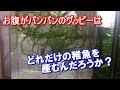 パンパンのお腹のグッピーは何匹稚魚を産むのか？【熱帯魚 飼育】