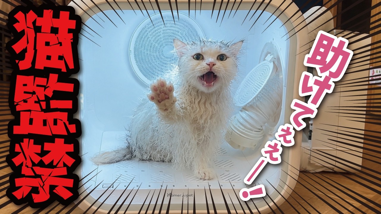 nekoです Sad news] Nekko-sama has been locked up in a strange box - YouTube