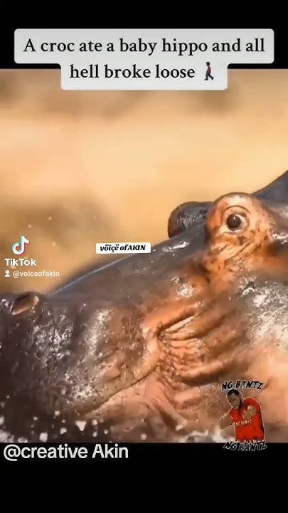 Part 1 Crocodile Vs Hippopotamus YORUBA VERSION voiceover viralreels part-1-crocodile-vs-hippopotamus-yoruba-version-voiceover-viralreels
