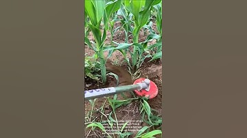 Weed control in cornfield: using rotary hoe to remove weeds from corn plants for crop maintenance