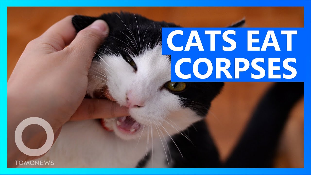 Feral Cats Break Into Body Farm For Cadaver Snack Tomonews Youtube