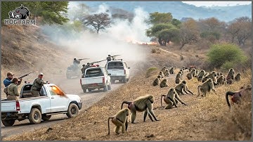 Heartbreaking! Managing Baboons with a Rifle - The Necessary Evil of Human-Wildlife Conflict.