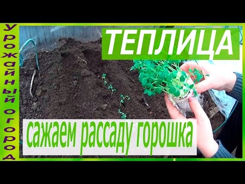 ПОСАДКА РАССАДЫ ГОРОШКА В ГРУНТ!