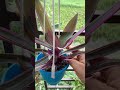 Loving plant. #viral  #shorts #foryou #plants #reccomended