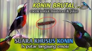 suara pikat burung kecil Kolibri ninja ampuh 💯 buktikan ❗
