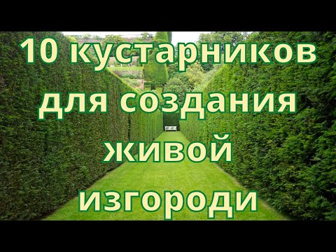 10 кустарников для создания живой изгороди