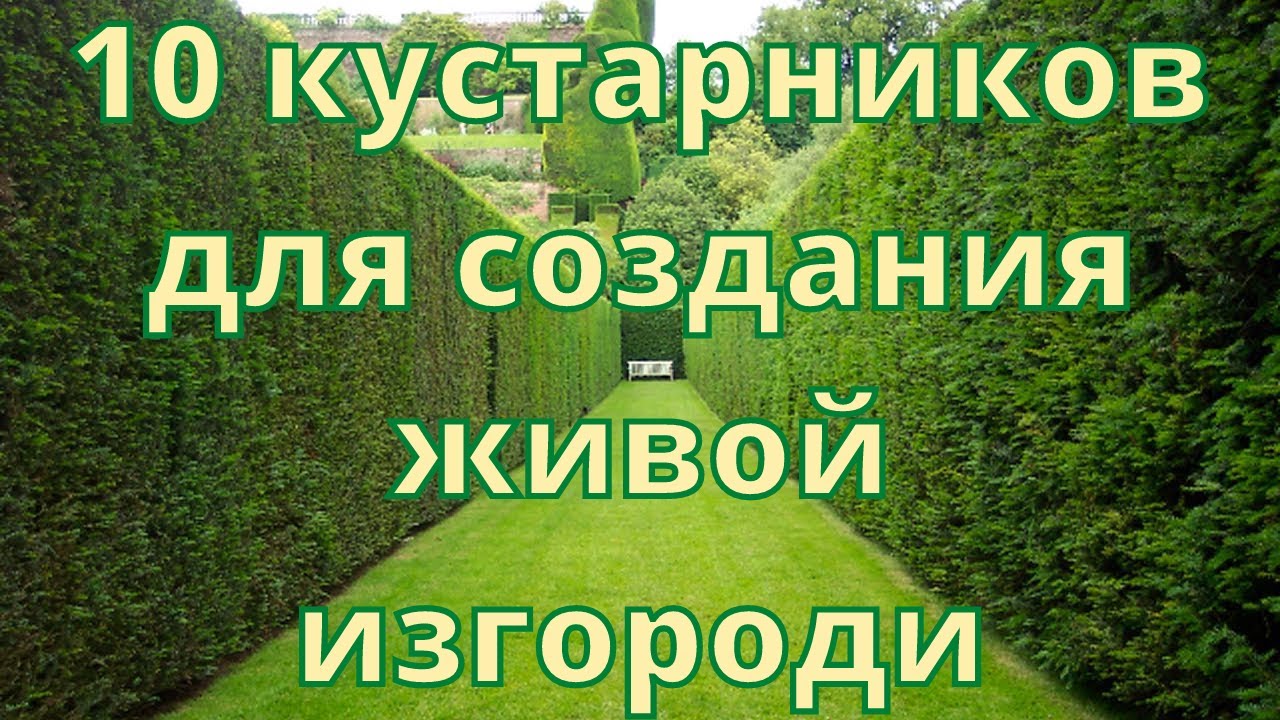 зеленые заборы