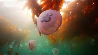 Keepers of the Kelp Forest | Official Trailer | ALT EFF 2025