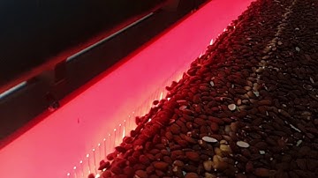 Sherlock Air sorting almonds - Insort GmbH