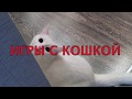 Играем с кошкой. Приколы с кошкой. Зефирка на охоте