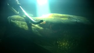 &quot;Крокодилы&quot; Шушпанского водохранилища. Подводная охота октябрь 2016.