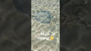 Stingray #shorts #short #subscribe #sub #youtube #youtuber #stingray #sea #wildlife #water #scary