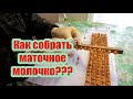 КАК Я СОБИРАЮ МАТОЧНОЕ МОЛОЧКО ПЧЁЛ НА СВОЕЙ ПАСЕКЕ