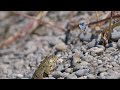 Frog trying to catch a blue butterfly (funny) / Frosch versucht einen Bläuling zu fangen (lustig)