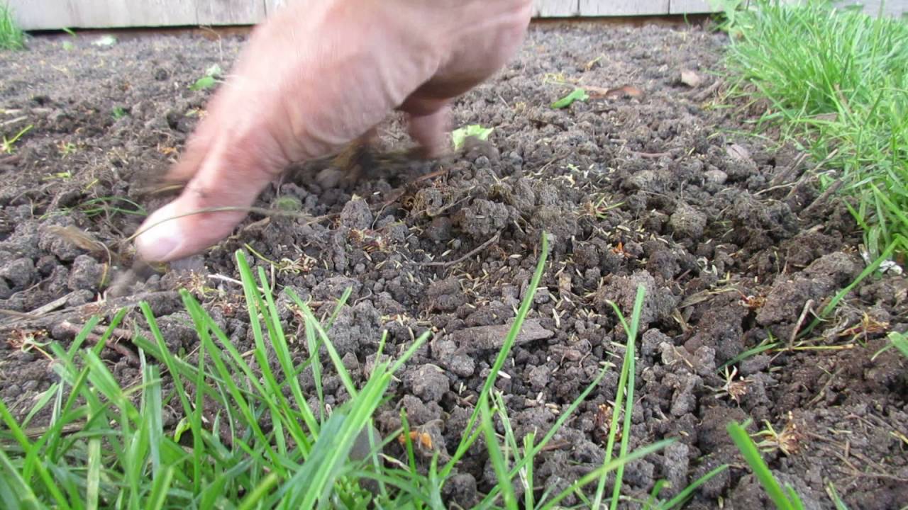how to scatter grass seed by hand