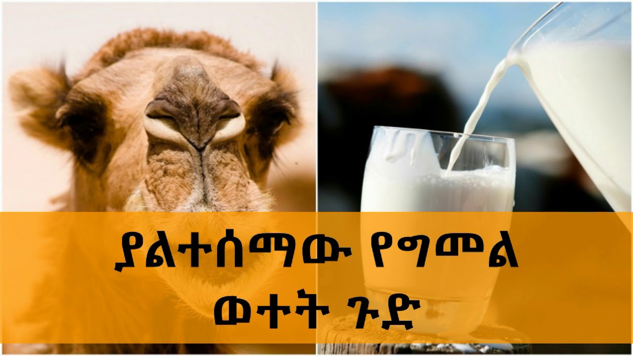 Ethiopia: ያልተሰማው የግመል ወተት ጉድ