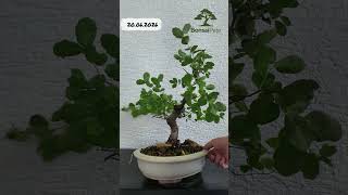 Quercus suber Summer Update #bonsai #bonsaitree
