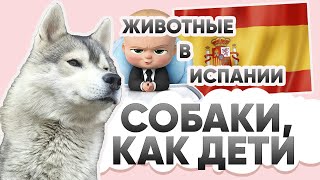 видео: ЖИВОТНЫЕ В ИСПАНИИ. ЖИЗНЬ С СОБАКОЙ В ИСПАНИИ. СТОИМОСТЬ СОДЕРЖАНИЯ СОБАК В ИСПАНИИ. #собакивиспании картинка: ЖИВОТНЫЕ В ИСПАНИИ. ЖИЗНЬ С СОБАКОЙ В ИСПАНИИ. СТОИМОСТЬ СОДЕРЖАНИЯ СОБАК В ИСПАНИИ. #собакивиспании