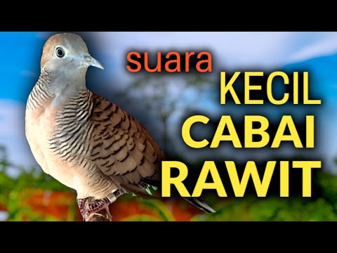 Perkutut lokal gacor suara KECIL MELENGKING DI KUPING cocok untuk pancingan