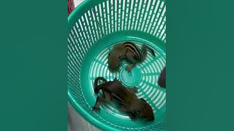 Phân Biệt Sóc Nhen và Sóc Đất - Trương Tuấn Sóc Cảnh