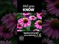 ENCHINACEA NIGGERHEAD 🤔 BOTANICAL NAME. GOOGLE IT. #enchinacea #botanicalnames #didyouknow #googleit