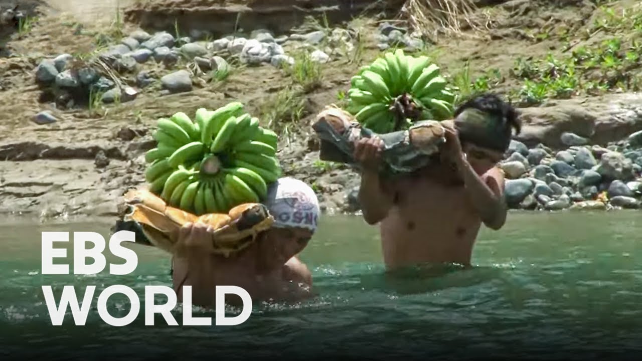 1t Banana Rail Pulled Manually! | How Bananas Are Exported | Banana ...