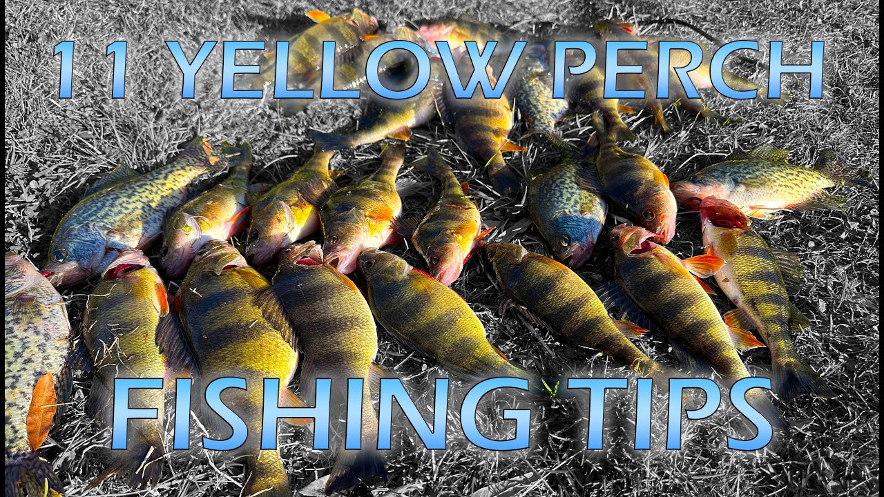 11 TIPS for Yellow Perch Fishing Fishing the Spring Spawning Run in  Maryland; Kayak Perch Fishing 